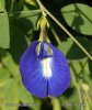 Klitoria (Clitoria ternatea)